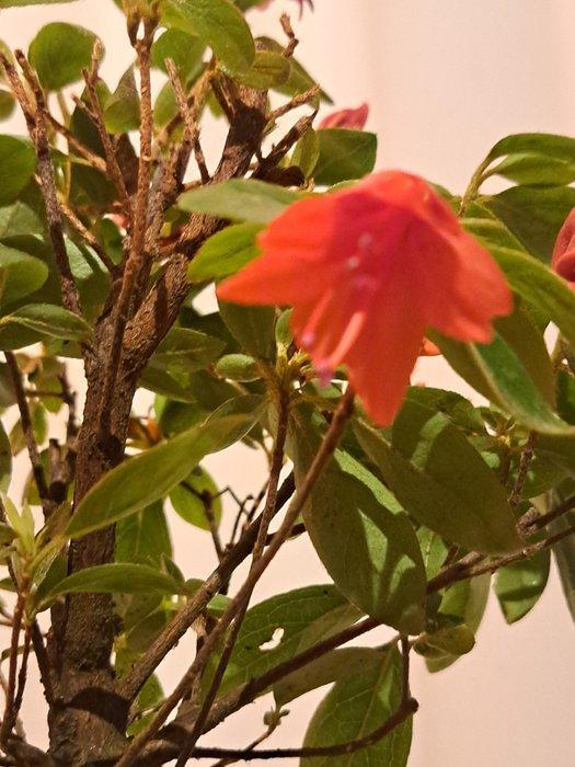 Azalea Bonsai - Hoogte (boom): 22 cm - Diepte (boom): 17 cm, Antiquités & Art, Curiosités & Brocante