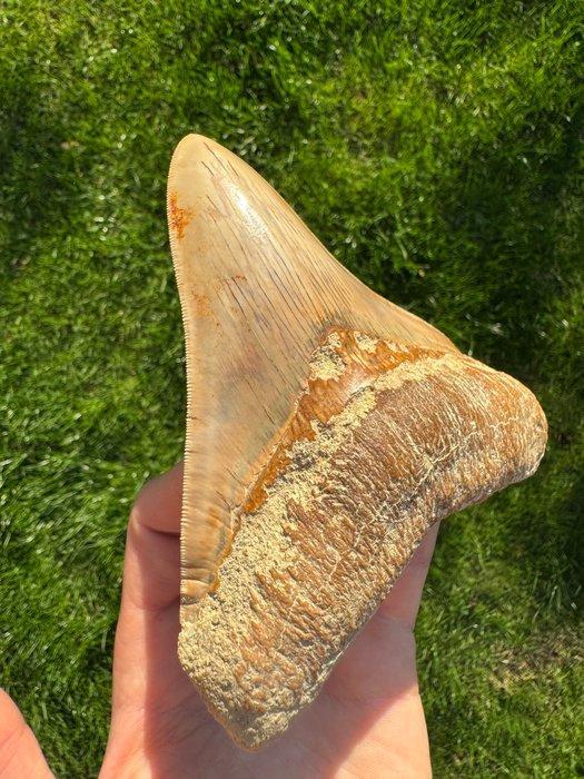 Megalodon - Fossiele tand - 13 cm - 11 cm, Verzamelen, Mineralen en Fossielen