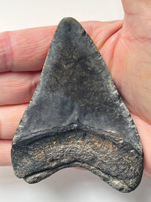 Megalodon tand 9,6 cm - Fossiele tand - Carcharocles, Verzamelen, Mineralen en Fossielen