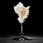 Een verbluffende decoratieve set van ingewikkelde