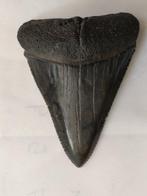 Haai - Fossiele tand - Carcharodon Carcharias, Great White