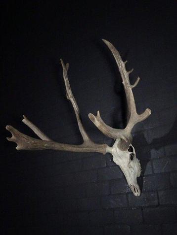 Père Davids Deer Schedel - Elaphurus davidianus - 80 cm -