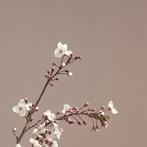 Ursula van de Bunte - When Blossom Fall