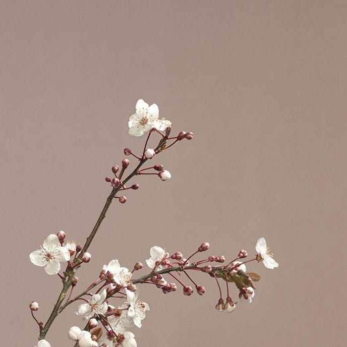 Ursula van de Bunte - When Blossom Fall, Antiquités & Art, Art | Objets design