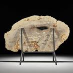 Magnifique tranche de bois pétrifié sur un support