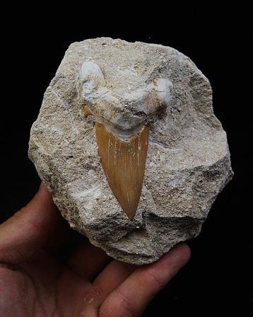 Requin - Dent fossile - Otodus Obliquus - 12.5 cm, Collections