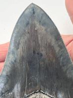 Goliath Megalodon tand 15,6 cm (6,14 inch) - Fossiele tand -, Verzamelen