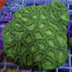 Goniostrea Groen M (5-6 cm)