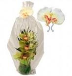 Orchidee wit op clip zijdebloem, Hobby & Loisirs créatifs