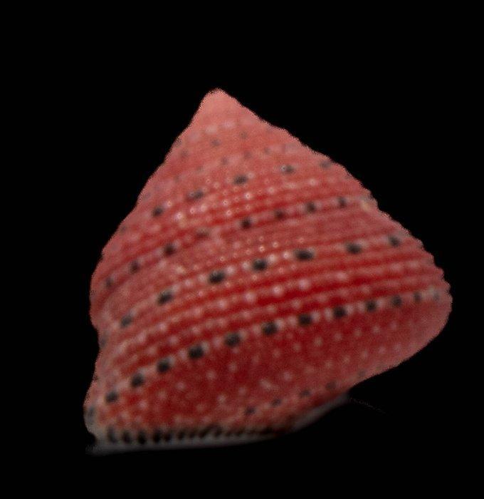 Uiterst zeldzaam! - Erdbeerschnecke  Skelet - Clanculus, Antiek en Kunst, Curiosa en Brocante