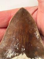 Megalodon tand 9,3 cm - Fossiele tand - Carcharocles