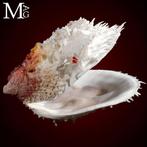 Zeer mooie collecties Spondilidae Shell Spondylus Varius –