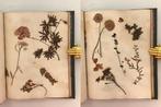 Unknown - 19th Century Herbarium Album - Botany Ireland