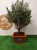 Olijf bonsai (Olea europaea) - Hoogte (boom): 63 cm - Diepte