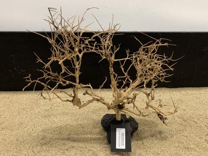 Osaka Bonsai Tree nr 22 - 44x15x37cm - aquascaping boom, Dieren en Toebehoren, Vissen | Aquaria en Toebehoren, Plant(en), Steen of Hout