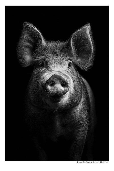 Arnold Mariashin - Animals 98 - XL - No reserve, Antiquités & Art, Art | Objets design