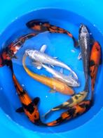 Hirasawa Marusei 29-34cm (Japanse Koi), Ophalen of Verzenden