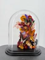 Madagaskar vlinders Taxidermie volledige montage -