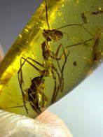 Barnsteen (Zonder minimumprijs), Verzamelen