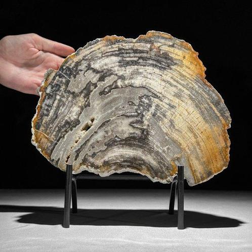 Superbe grande tranche de bois pétrifié sur un support, Antiek en Kunst, Kunst | Designobjecten