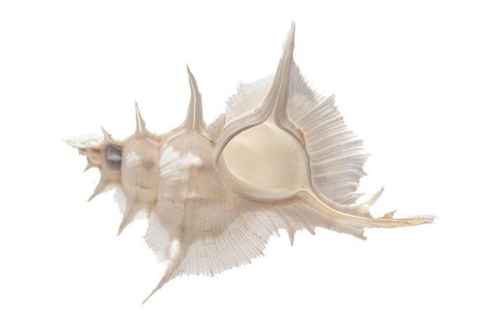 Alabaster murex $$$ EXTREEM Groot $$$ Skelet - Siratus, Verzamelen, Dierenverzamelingen