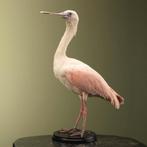 Rode Lepelaar Taxidermie Opgezette Dieren By Max, Ophalen of Verzenden, Opgezet dier