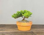 Bonsaï Genévrier (Juniperus) - Hauteur (arbre) : 15 cm -
