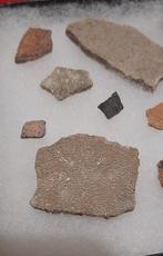 Coquilles dœufs de dinosaures - Œuf fossilisé