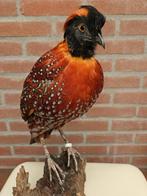Tragopan Satyr Support de corps entier pour taxidermie -, Nieuw