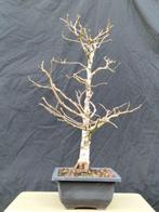 noisetier - Hauteur (arbre) : 55 cm - Profondeur (arbre) :