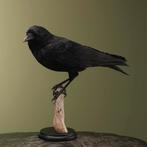 Kraai Taxidermie Opgezette Dieren By Max, Verzamelen, Ophalen of Verzenden, Nieuw, Vogel, Opgezet dier