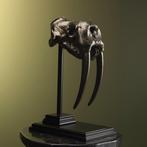 Replica Walrus Skull on Stand - Taxidermie volledige montage