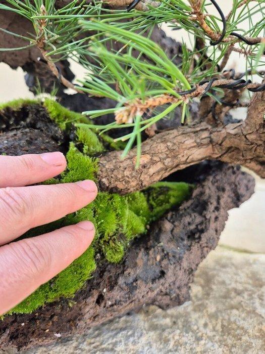 Black Pine Bonsai op steen - verzamelstuk - Hoogte (boom):, Antiek en Kunst, Curiosa en Brocante