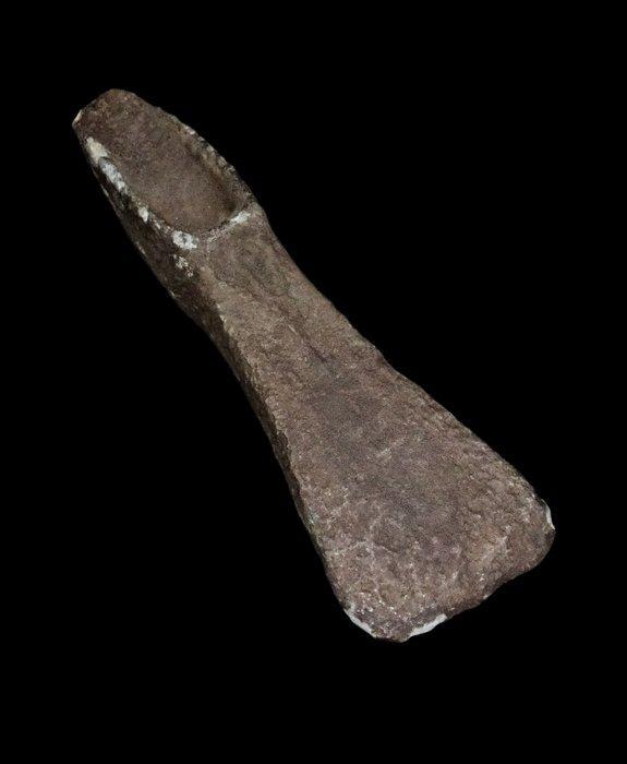 Bronstijd - Bretonse bijl (Frans Bretagne) - Armoricaans, Antiek en Kunst, Antiek | Overige Antiek