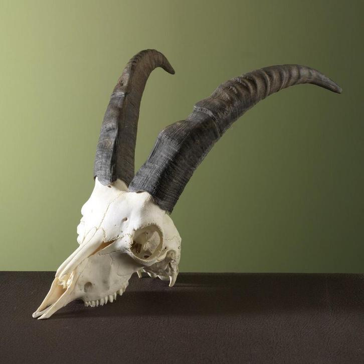 Steenbok Ibex Schedel Taxidermie Opgezette Dieren By Max, Collections, Collections Animaux, Enlèvement ou Envoi