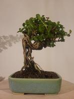 Premna bonsai - Hoogte (boom): 17 cm - Diepte (boom): 13 cm, Antiek en Kunst