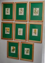 Wild Flowers by Anne Pratt - A set of 8 mounted and framed, Antiek en Kunst, Curiosa en Brocante