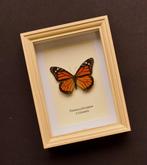 Vlinder Taxidermie volledige montage - Danaus plexippus -, Verzamelen, Nieuw
