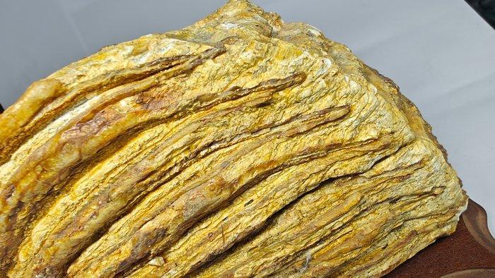 Wolharige mammoet - Fossiel bot - 2 Molaires, Verzamelen, Mineralen en Fossielen