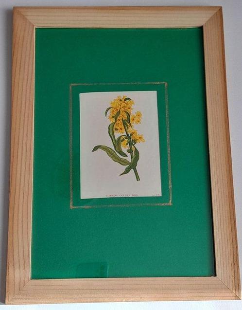 Wild Flowers by Anne Pratt - A set of 8 mounted and framed, Antiek en Kunst, Curiosa en Brocante