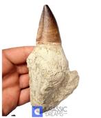 Exceptionnel énorme Thalassotitan atrox (la plus grande