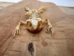 Asian Common Toad - Taxidermie volledige montage -, Verzamelen, Dierenverzamelingen, Nieuw
