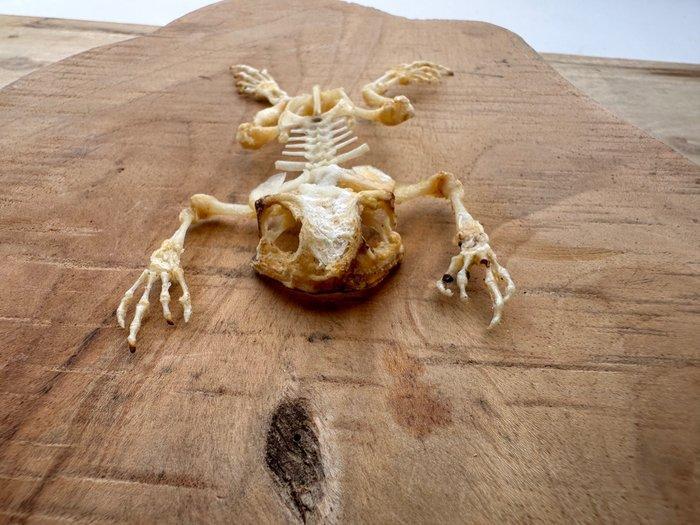 Asian Common Toad - Taxidermie volledige montage -, Verzamelen, Dierenverzamelingen