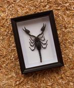 Schorpioen Taxidermie volledige montage - Scorpion, Verzamelen, Nieuw