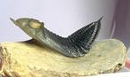 Trilobiet - Fossiel skelet - Odontochile (Zlichovaspis