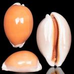 Intense en egale oranje kleuring Callistocypraea Aurantium –, Verzamelen, Nieuw
