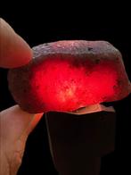 Robijn Echte parel! Adembenemende 353 Ct. Mozambique Grote, Collections