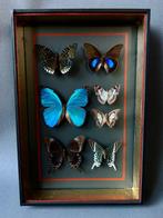 Vlinder Taxidermie volledige montage - Lepidoptera - 39 cm -, Verzamelen, Nieuw