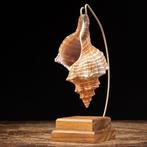 Decoratieve schelp op pendelbasis - Zeeschelp - Triplofusus, Verzamelen, Nieuw