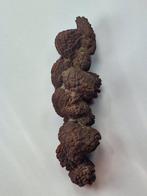 Fragment fossilisé - 11.5 cm (Sans Prix de Réserve)